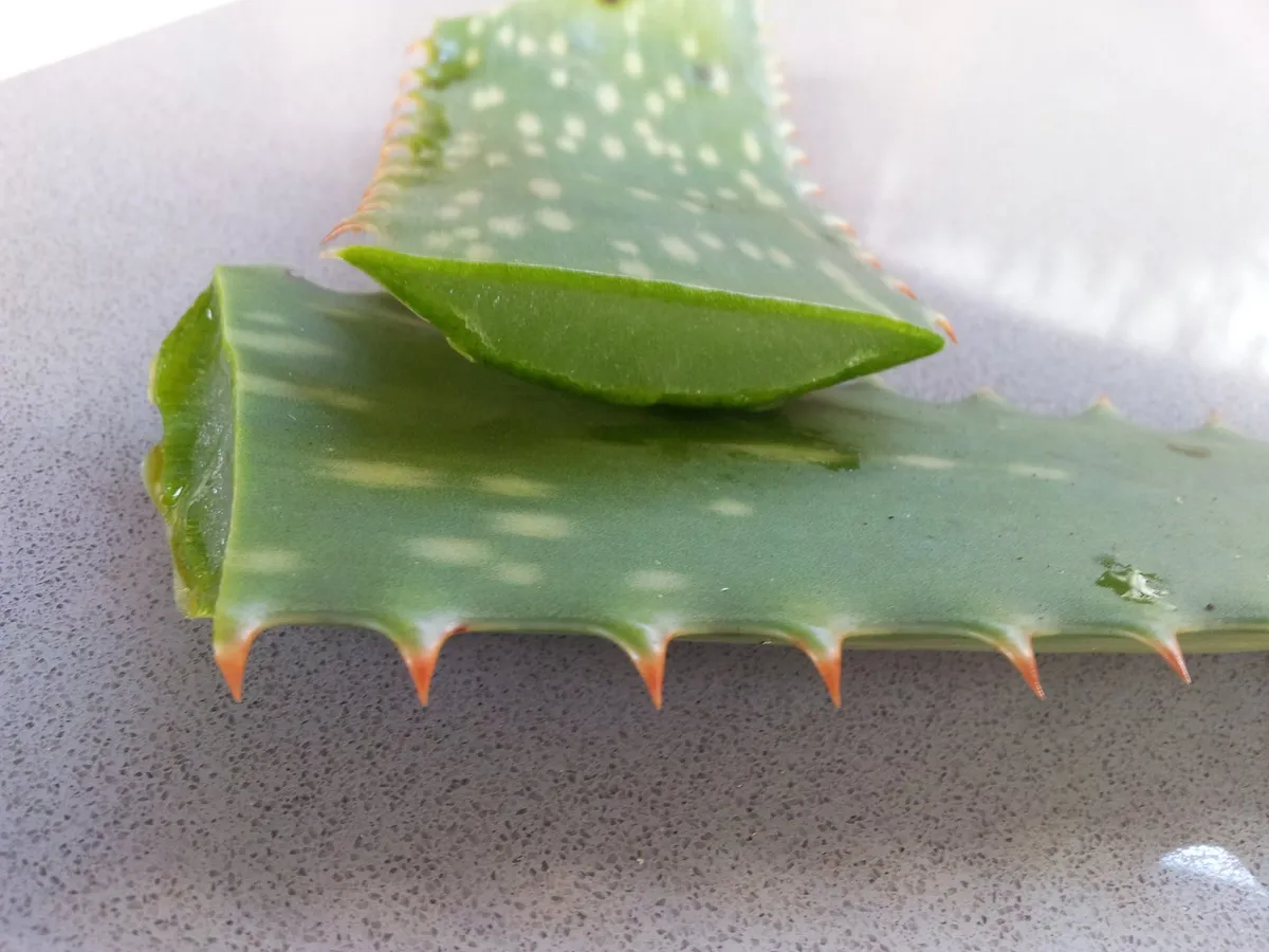 Kesilmiş aloe vera yaprağı ve içindeki jel