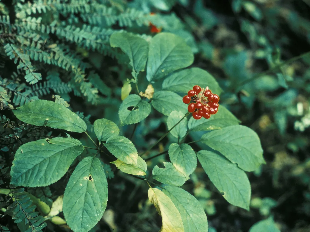 Kırmızı meyveleriyle Amerikan ginsengi (Panax quinquefolius) bitkisi