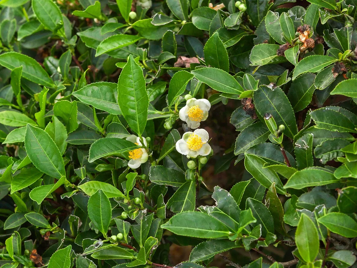 Çay bitkisinin (Camellia sinensis) yaprakları ve çiçekleri