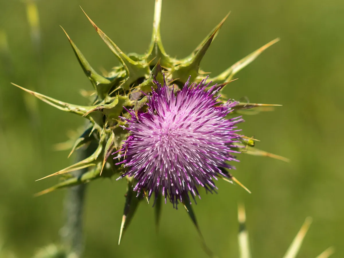 Deve dikeni (Silybum marianum) çiçeği