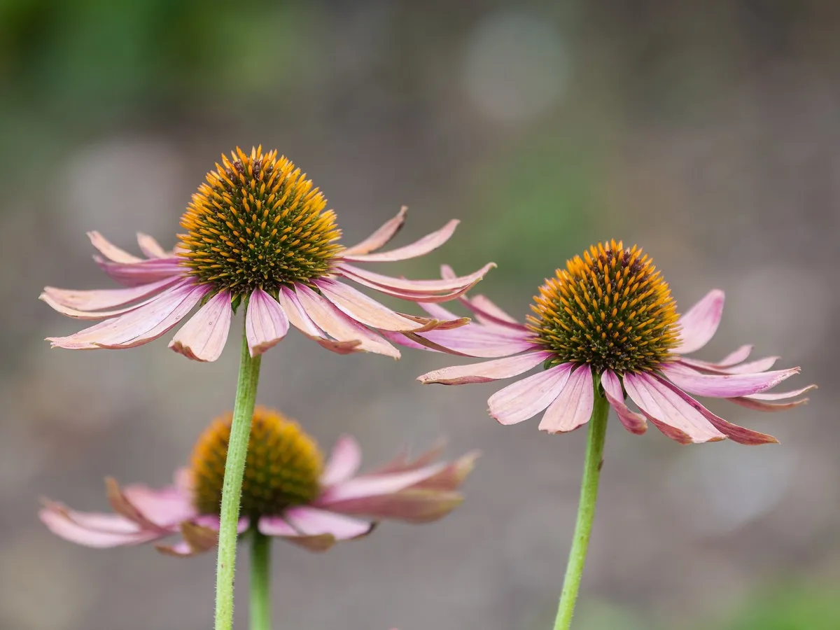 Ekinezya (Echinacea purpurea) çiçekleri