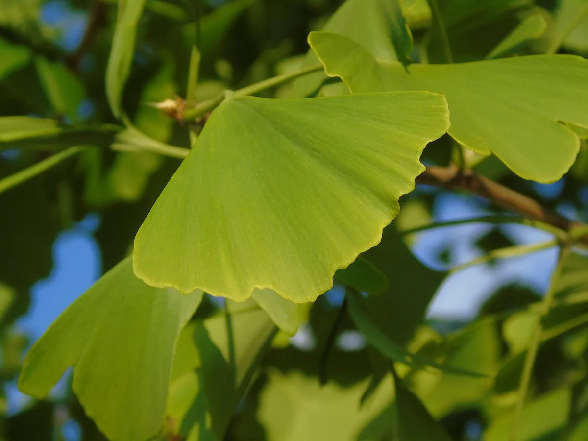 Ginkgo biloba yaprakları