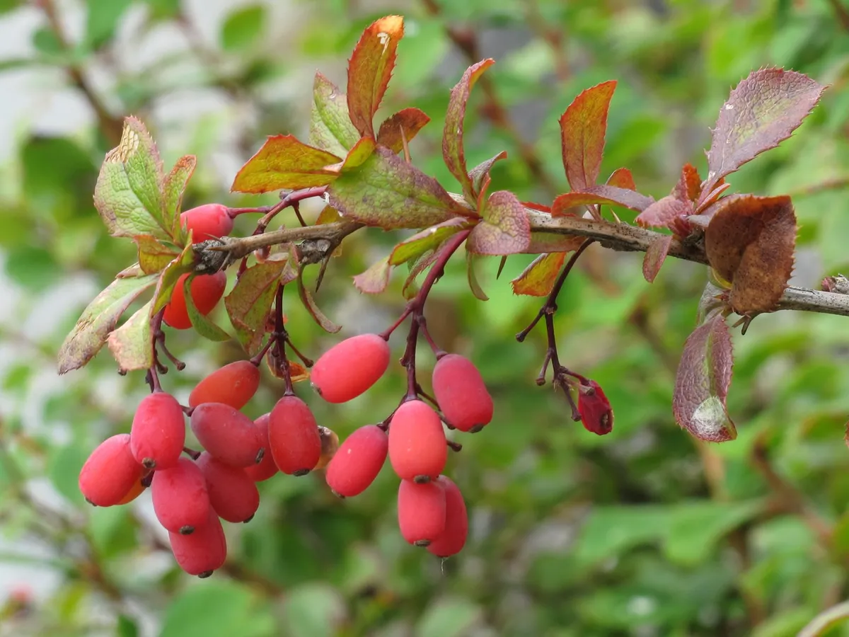 Kadın tuzluğu (Berberis vulgaris) dalında kırmızı meyveler