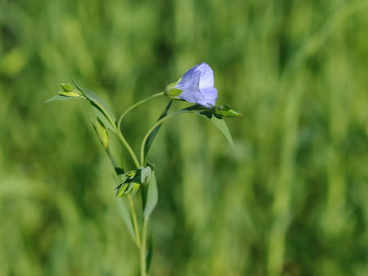Keten (Linum usitatissimum) bitkisinin mavi çiçeği