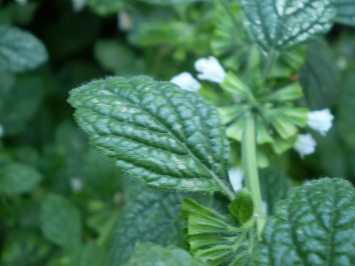 Nane (Mentha piperita) yaprakları ve küçük beyaz çiçekleri