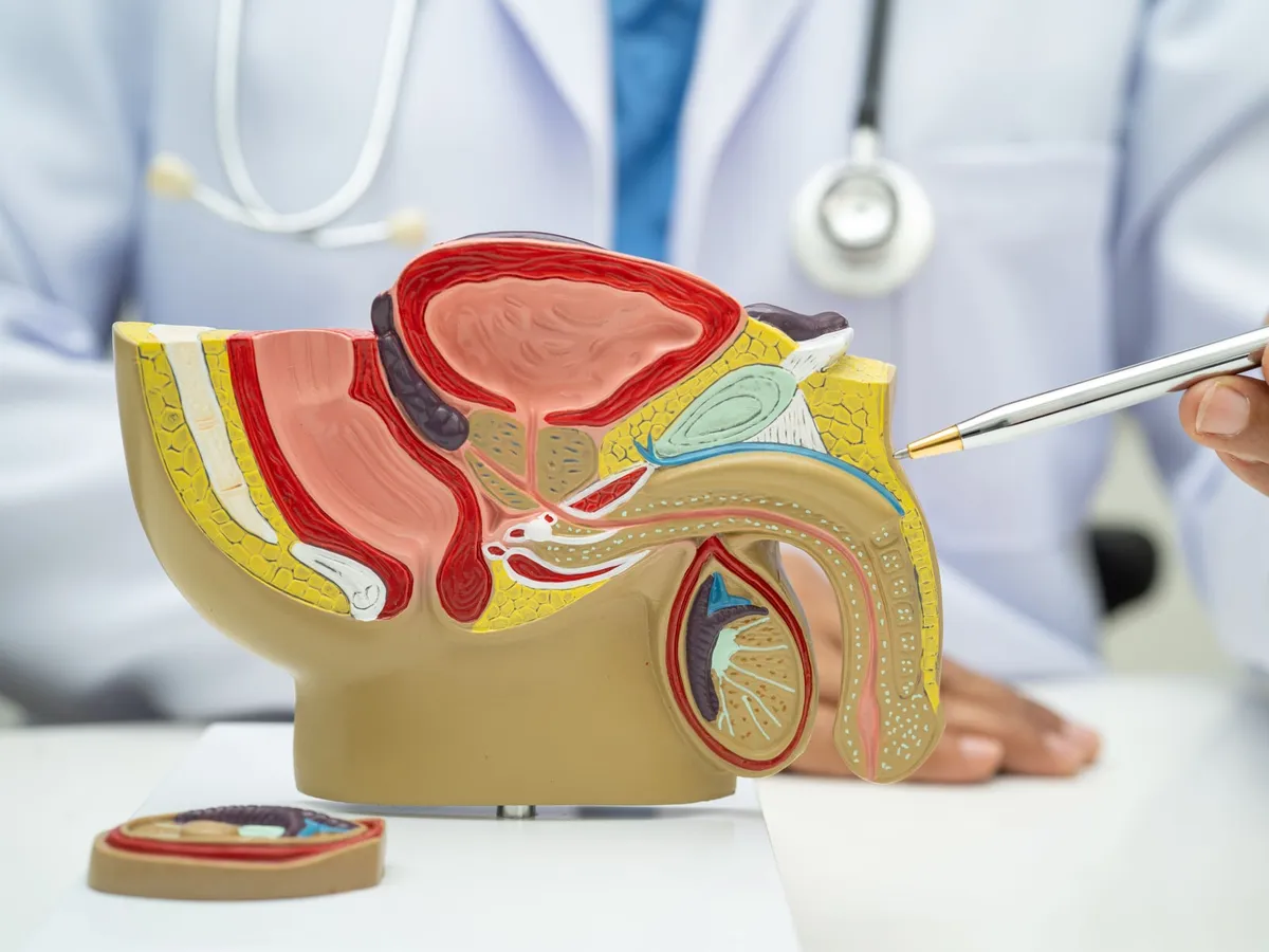 Hekim, erkek pelvis kesit modelinde prostatı kalemle gösteriyor