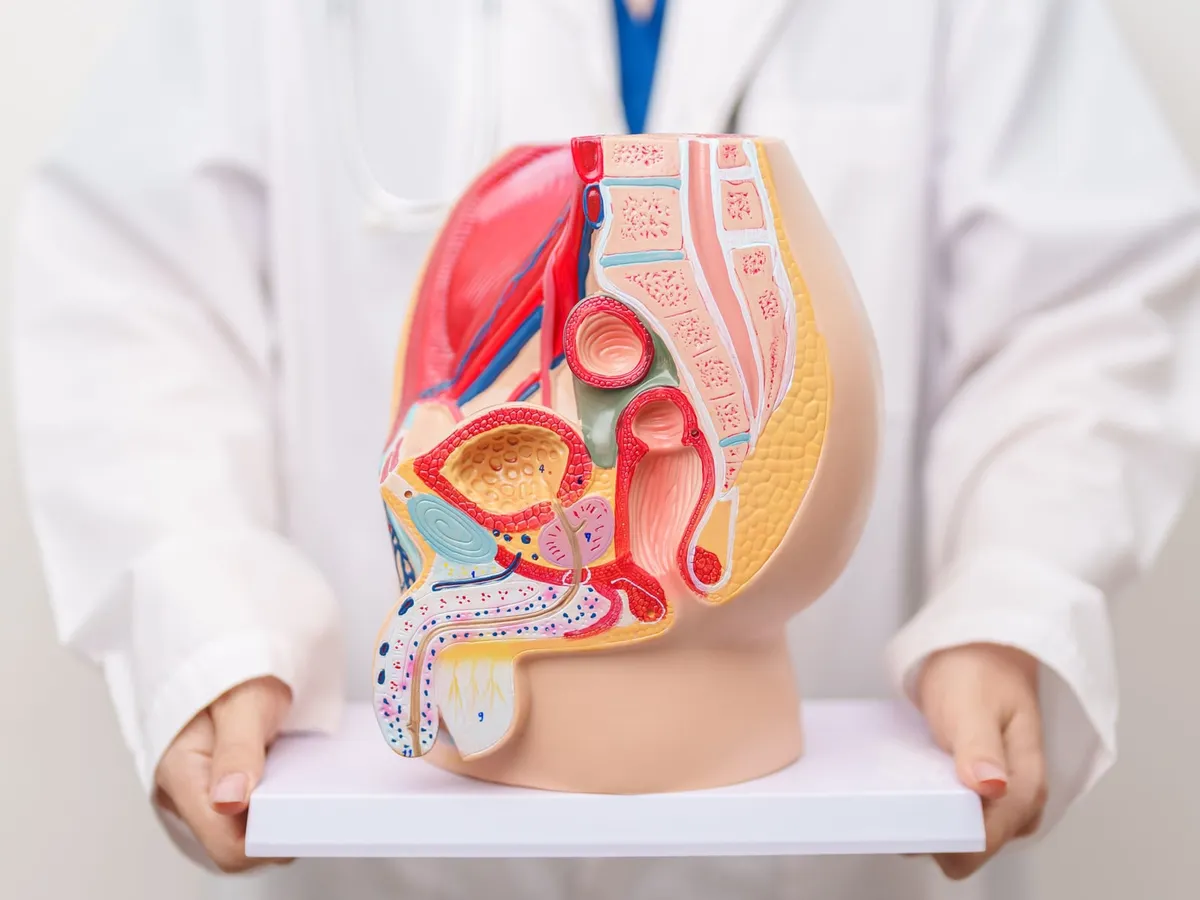 Hekimin elinde erkek üreme sistemi ve prostat anatomik modeli