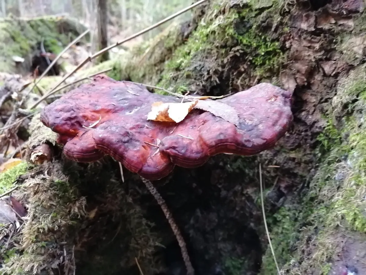 Ağaç kütüğünde reishi mantarı (Ganoderma)