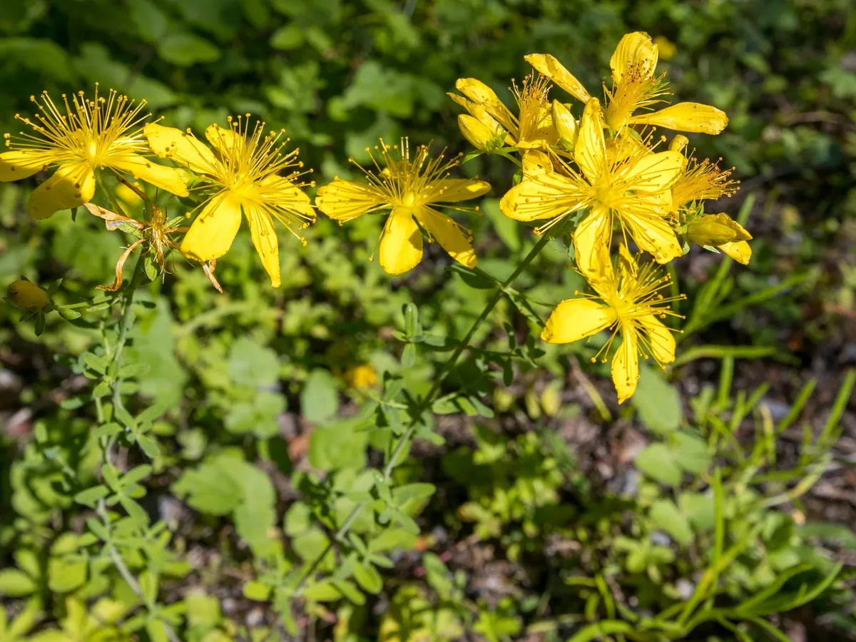 Sarı kantaron (Hypericum perforatum) çiçekleri