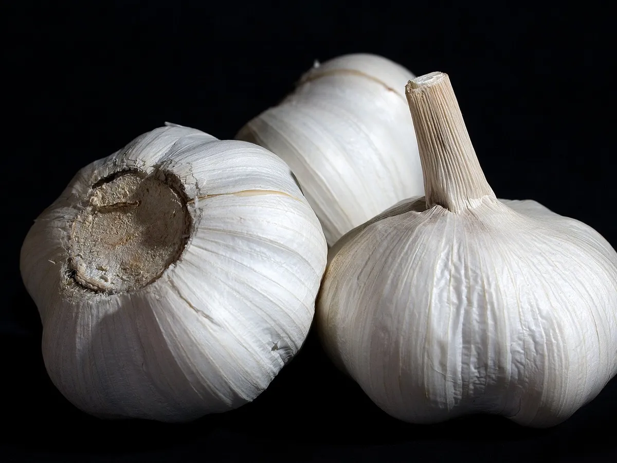 Sarımsak başları