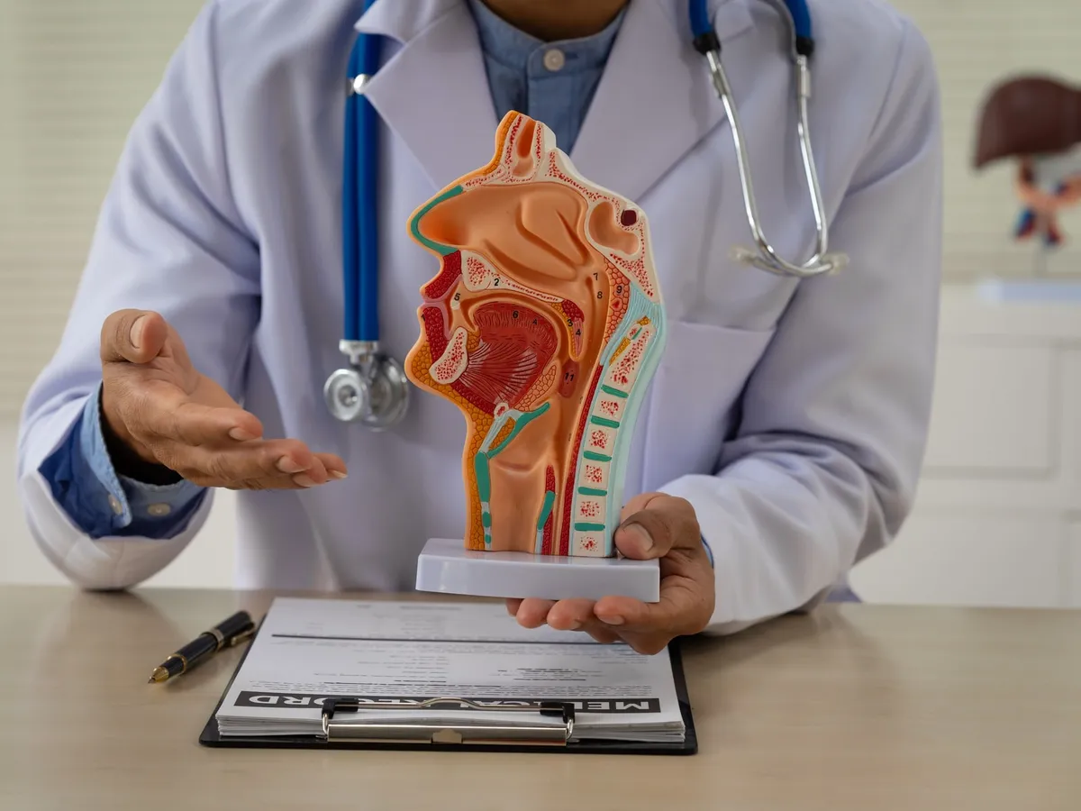 Hekim, ağız, boğaz ve yemek borusunu gösteren anatomik modeli tutuyor